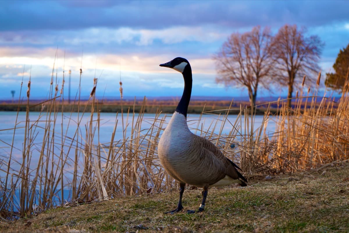 Canada goose at dusk