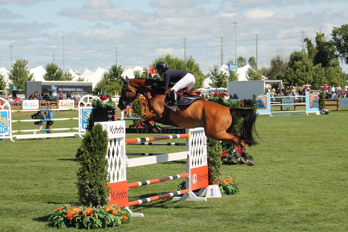 Horse jumping competition